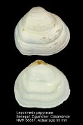 Leporimetis papyracea